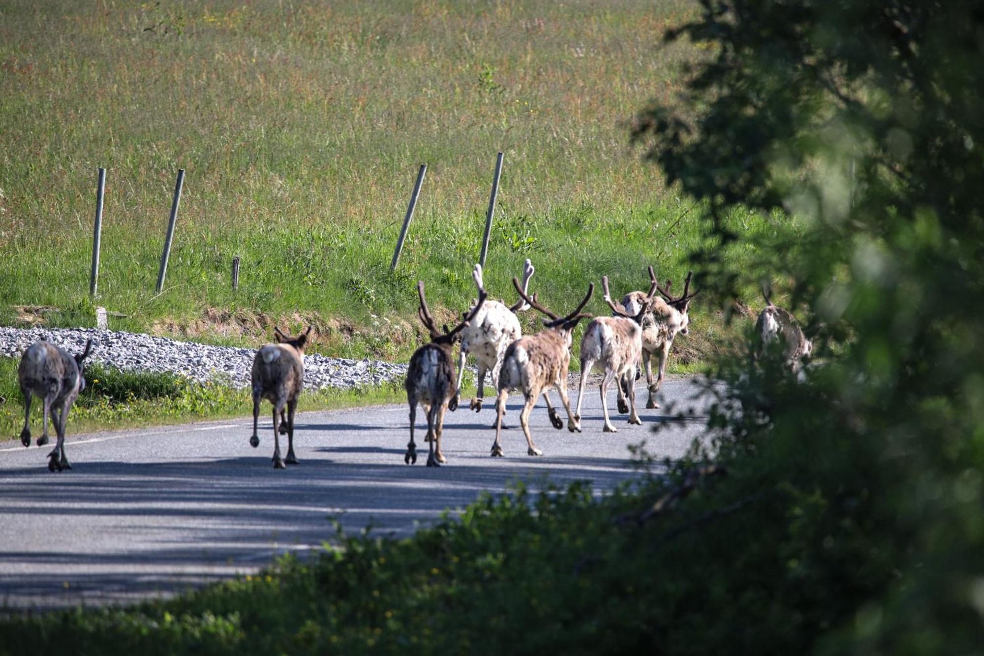Norwegian Wild Villa Brygghaugen ภายนอก รูปภาพ